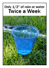 Half an inch of water - twice a week